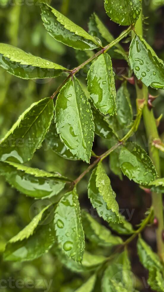 Heavy rain on a summer day. Wet drops on the branches. Wet plants photo