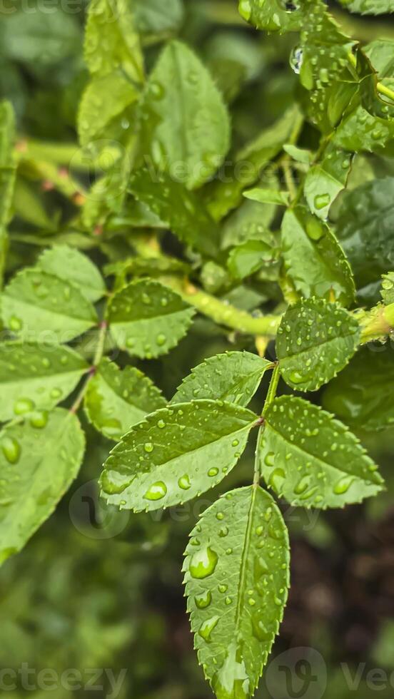 Heavy rain on a summer day. Wet drops on the branches. Wet plants photo