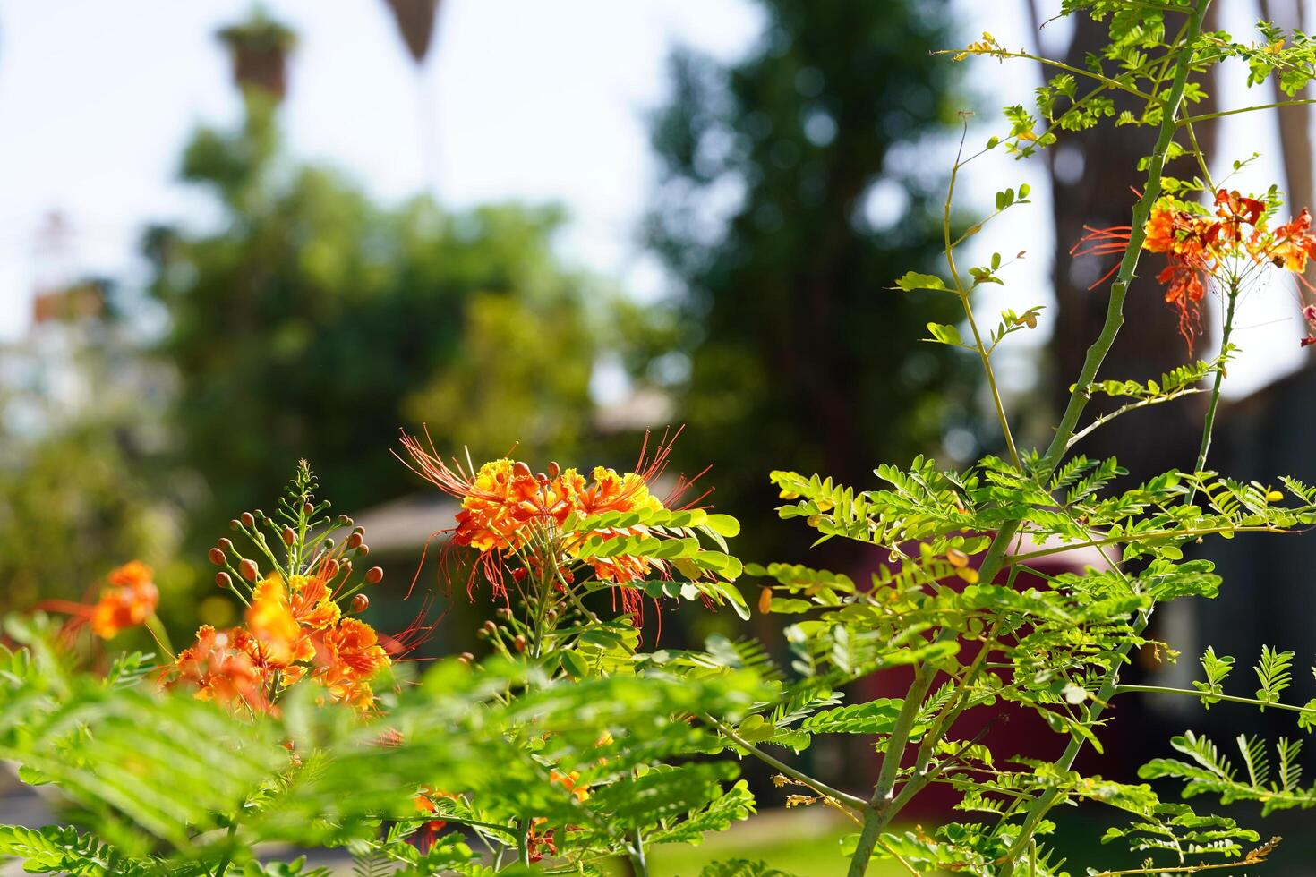A close up of a flower with orange flowers photo