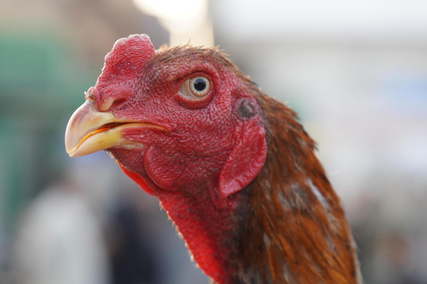 A close up of a chicken photo