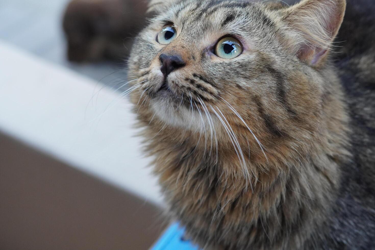A cat looking up at something photo