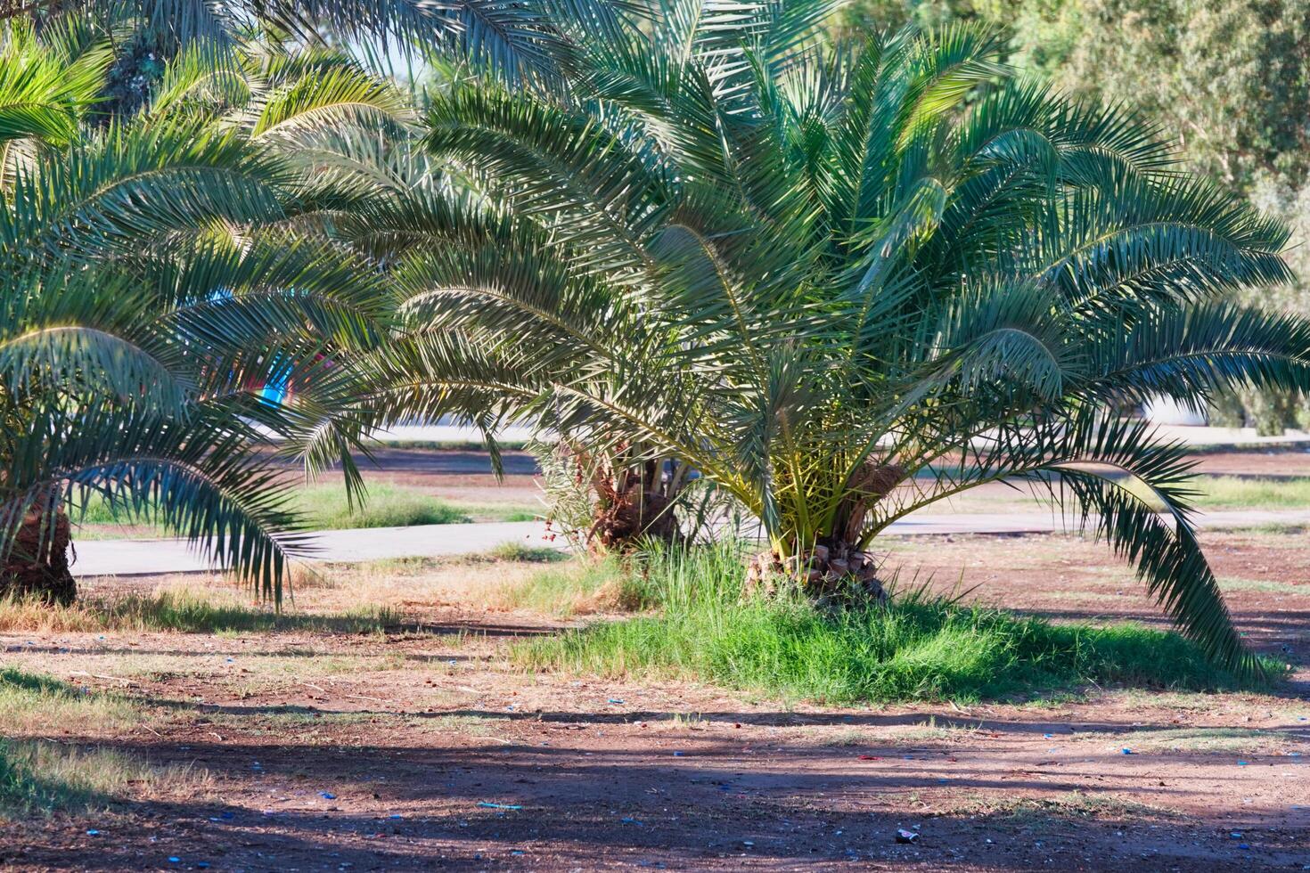 A group of palm trees in a park photo