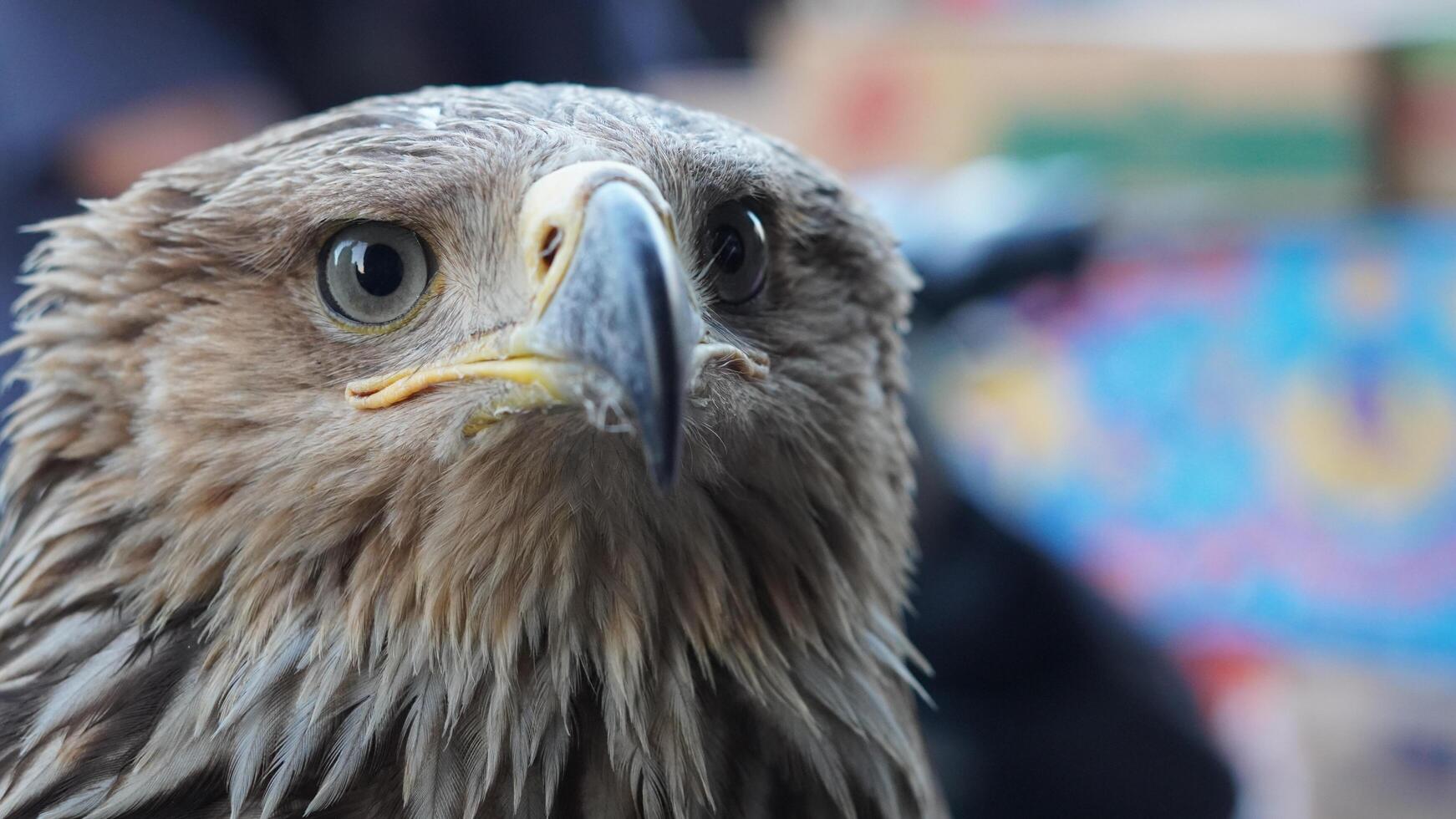 A close up of a bird with a yellow beak photo