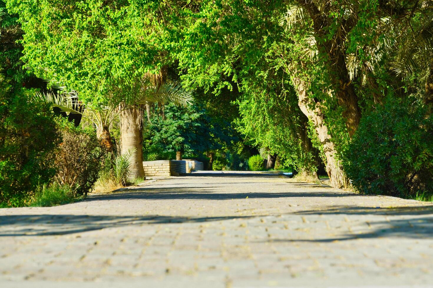 A paved path lined with trees and bushes photo