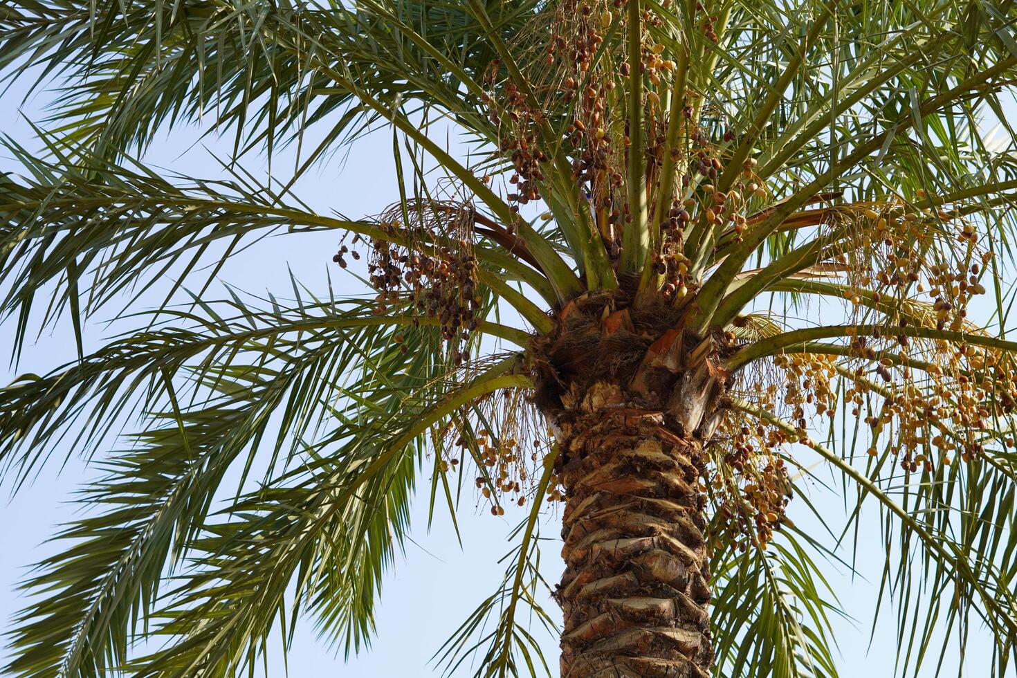 A palm tree with a bird on it photo