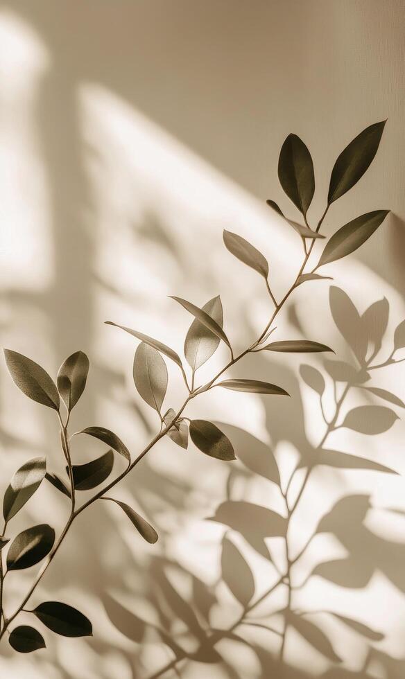 A vibrant indoor plant casts beautiful shadows on a cream wall during the afternoon light photo