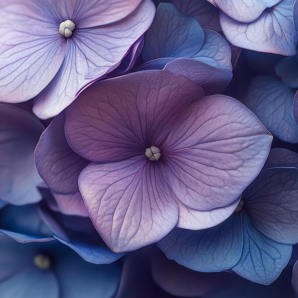Beautiful close up of vibrant purple and blue hydrangea flowers in full bloom during spring photo