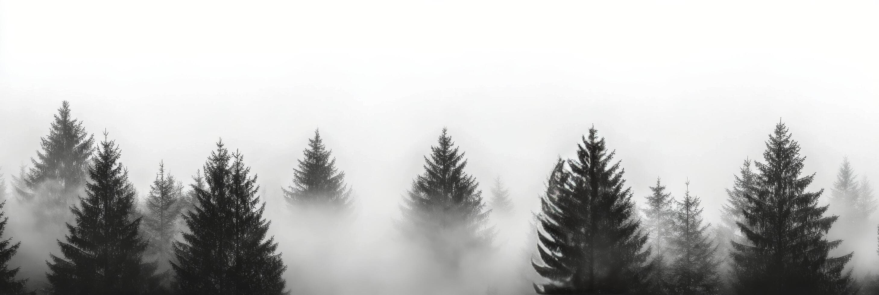 Misty dawn forest with evergreen silhouettes, creating a tranquil, atmospheric scene photo