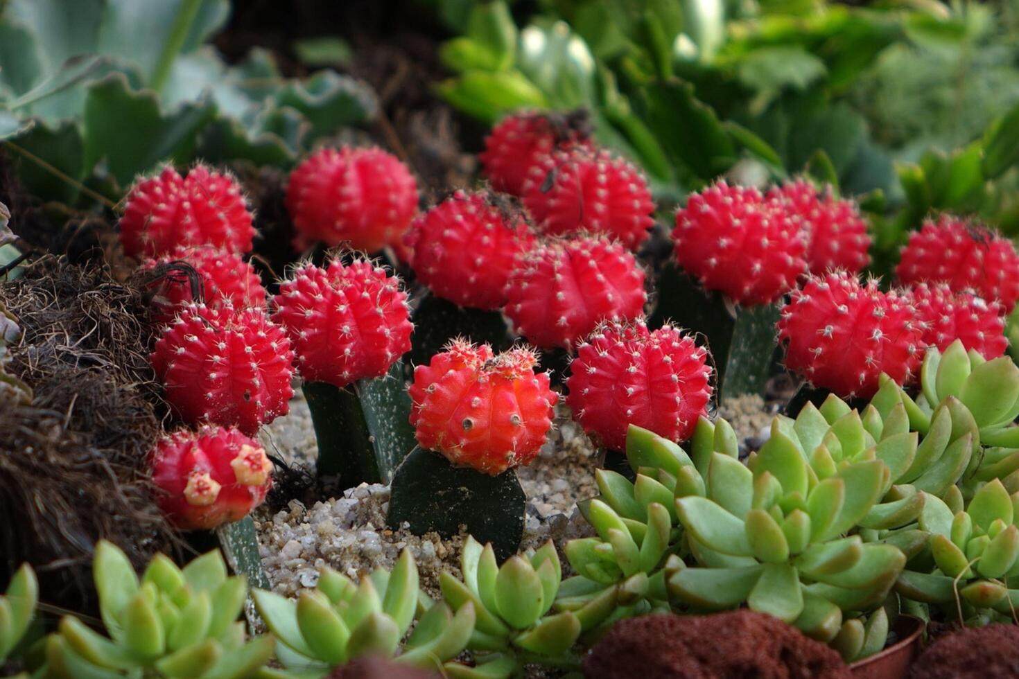 Bunch and prickly cactus photo
