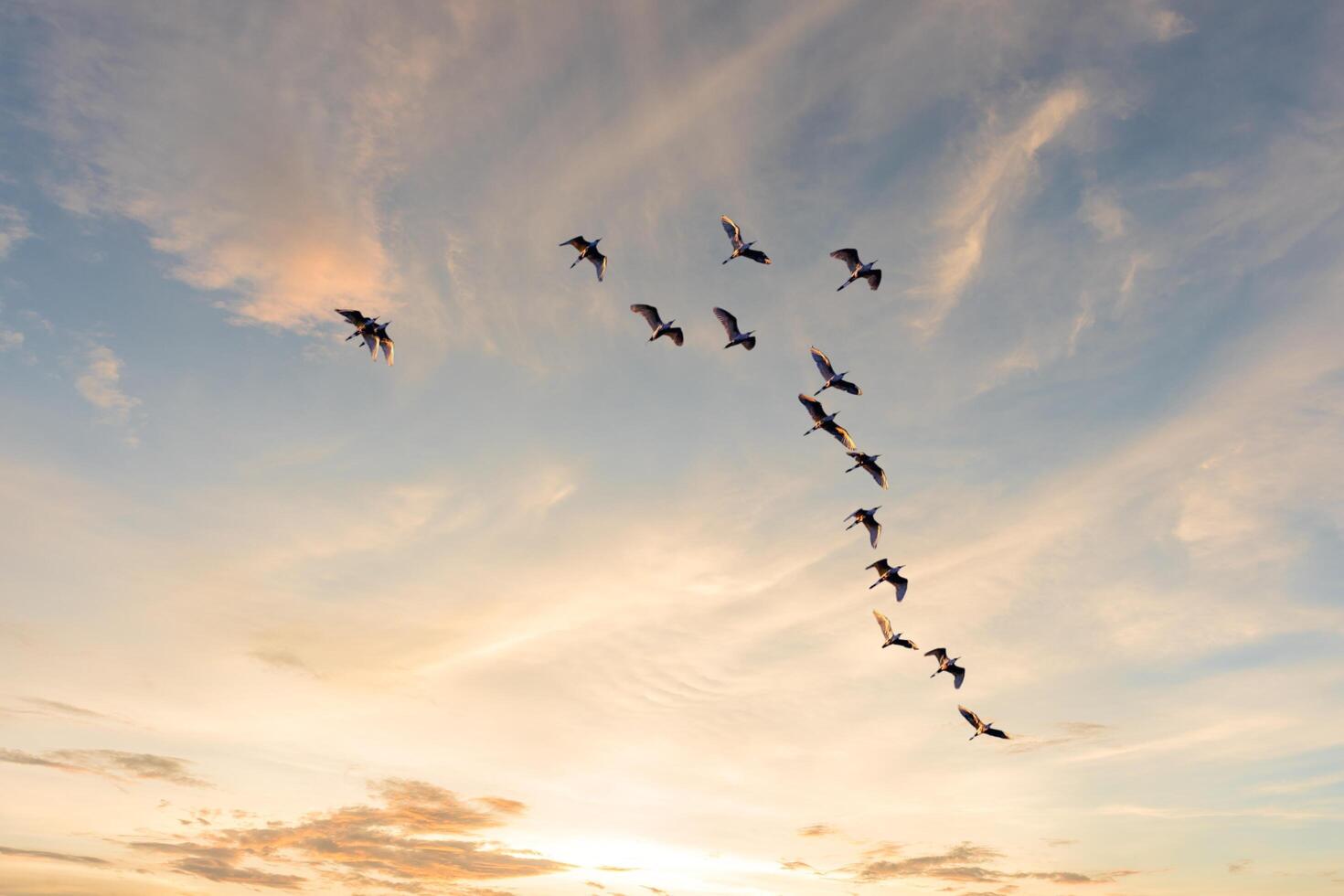 A flock of birds flying in the bright sky photo