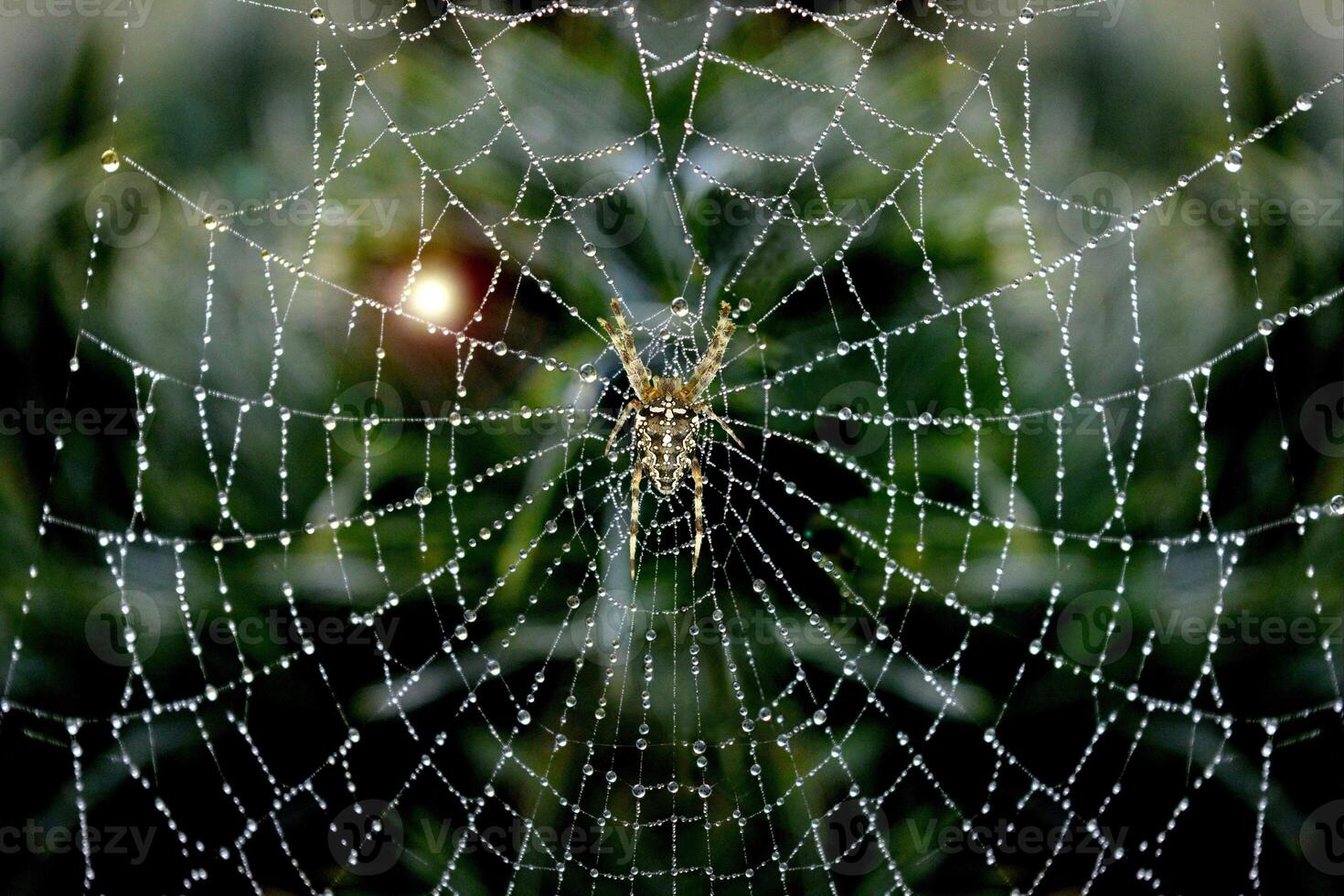 Threads of Instinct The Genius Behind Spider Webs photo