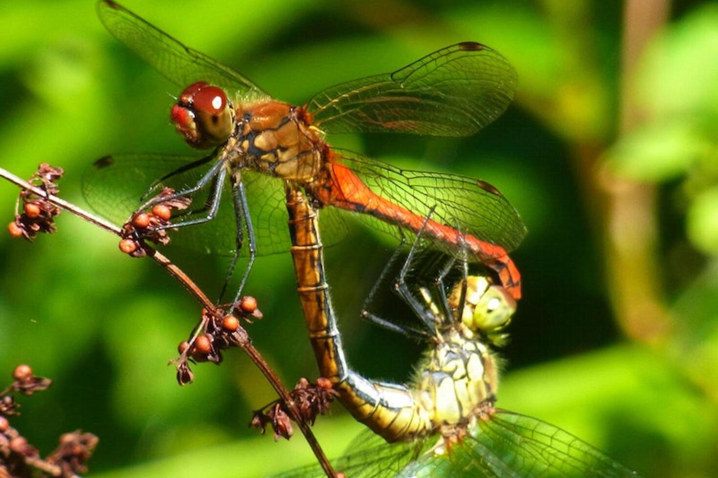 Emotion Pair Dragonfly's Dance of Joy and Serenity photo