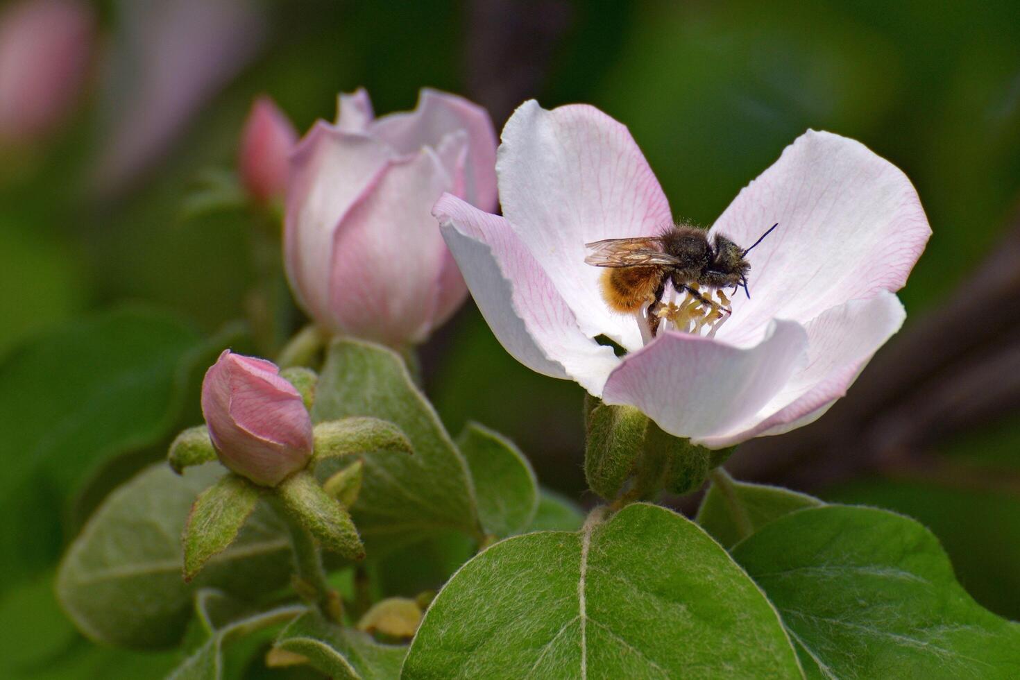 Bees extracting honey from rose flowers photo