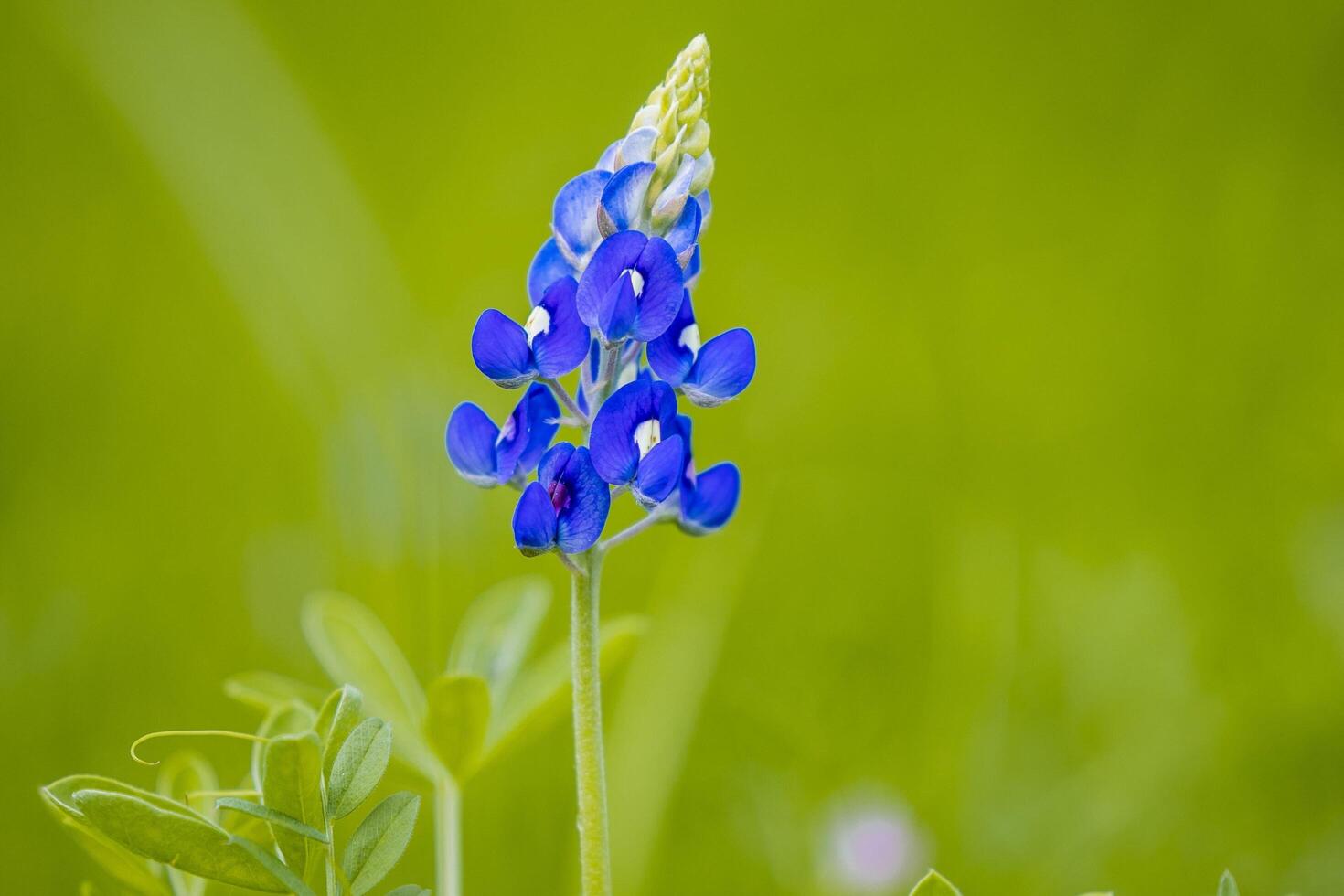 Blue Violet Elegance A Unique Collection of Exquisite Flowers photo