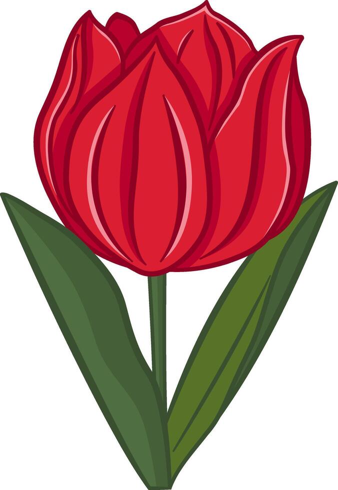 Tulip flower. Spring Flower. Illustration of a Blooming Red Tulip with Leaves. Design for cards, posters, textiles and more vector