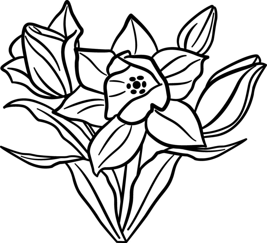 Narcissus flowers for Coloring. Spring flowers. Illustration of Blooming Daffodils with Leaves vector