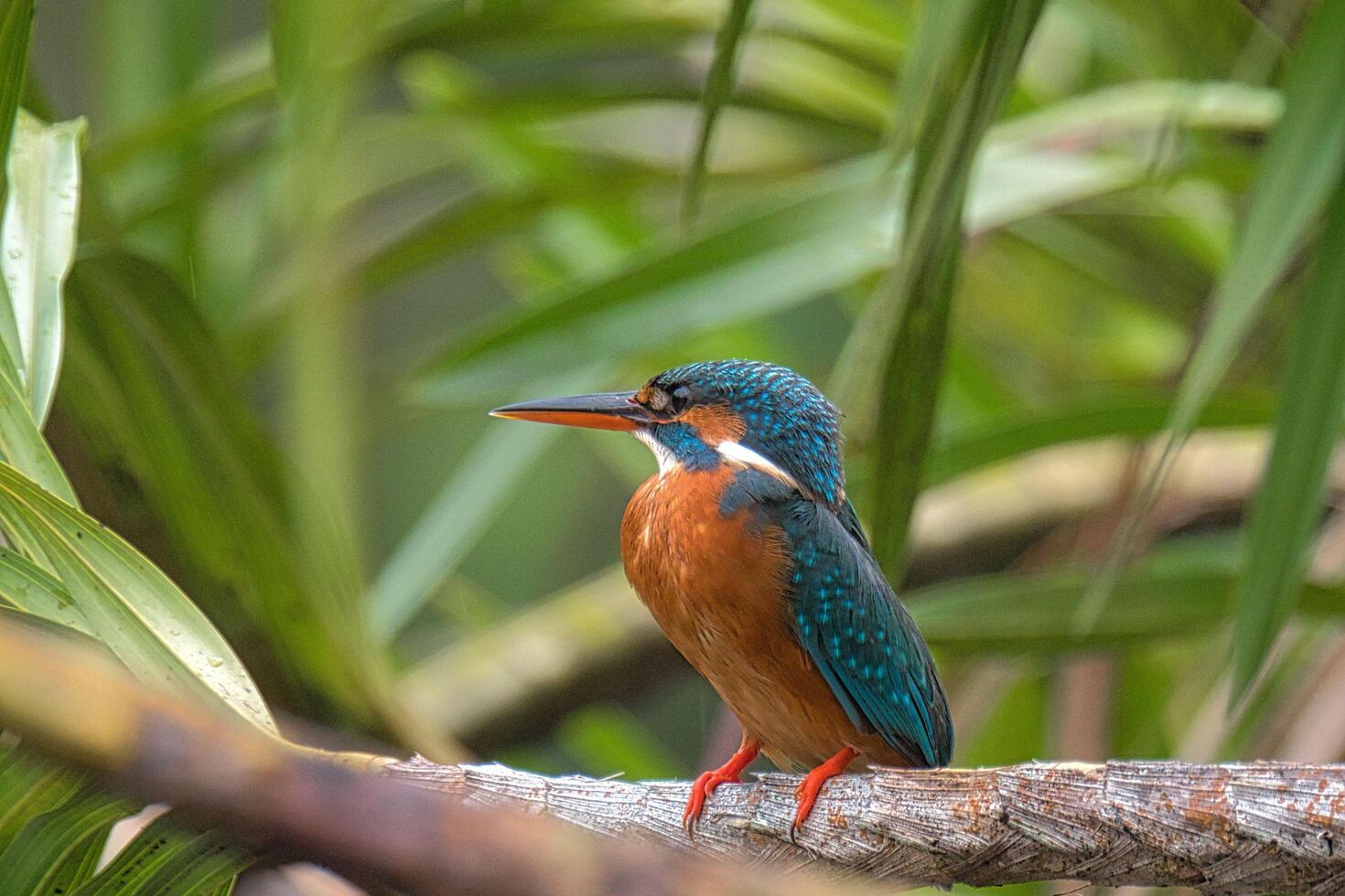 Kingfisher's Hunting Leisure Perched on a Tree Branch photo
