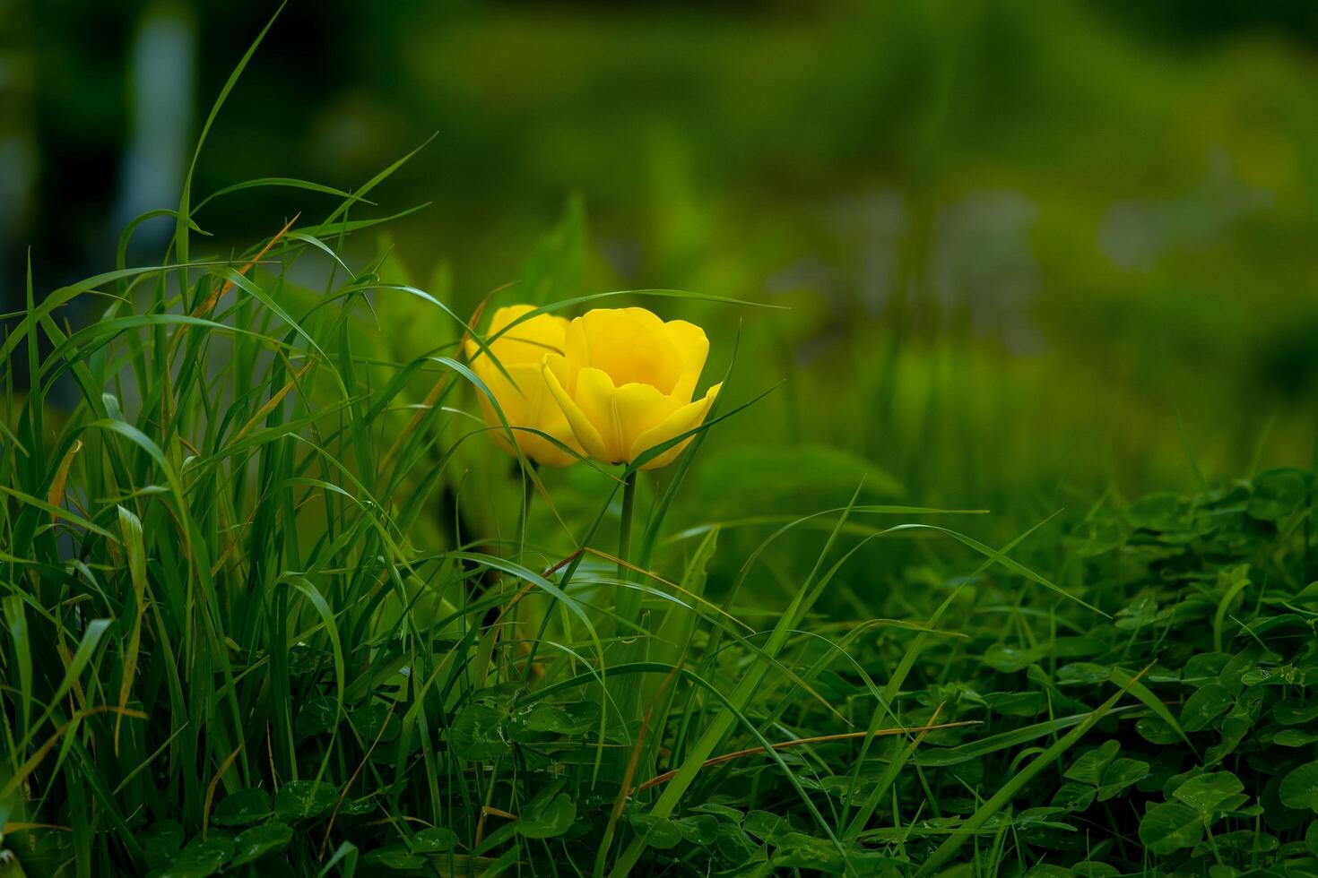 Yellow Green Forest Serenity Flowering Grasses photo