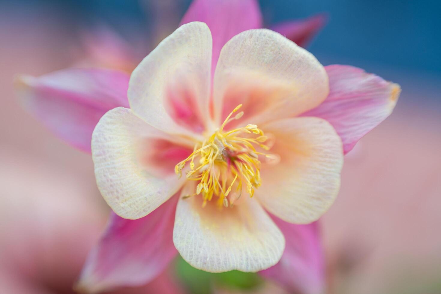Enchanting Elegance of Pink Orchid Flowers photo