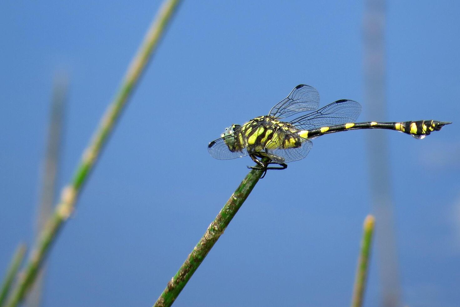 A Tiger Dragonfly Rests on a Tree Branch photo