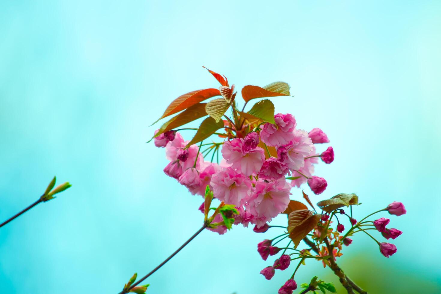 Fragrant Pink Magnolias in Full Bloom photo