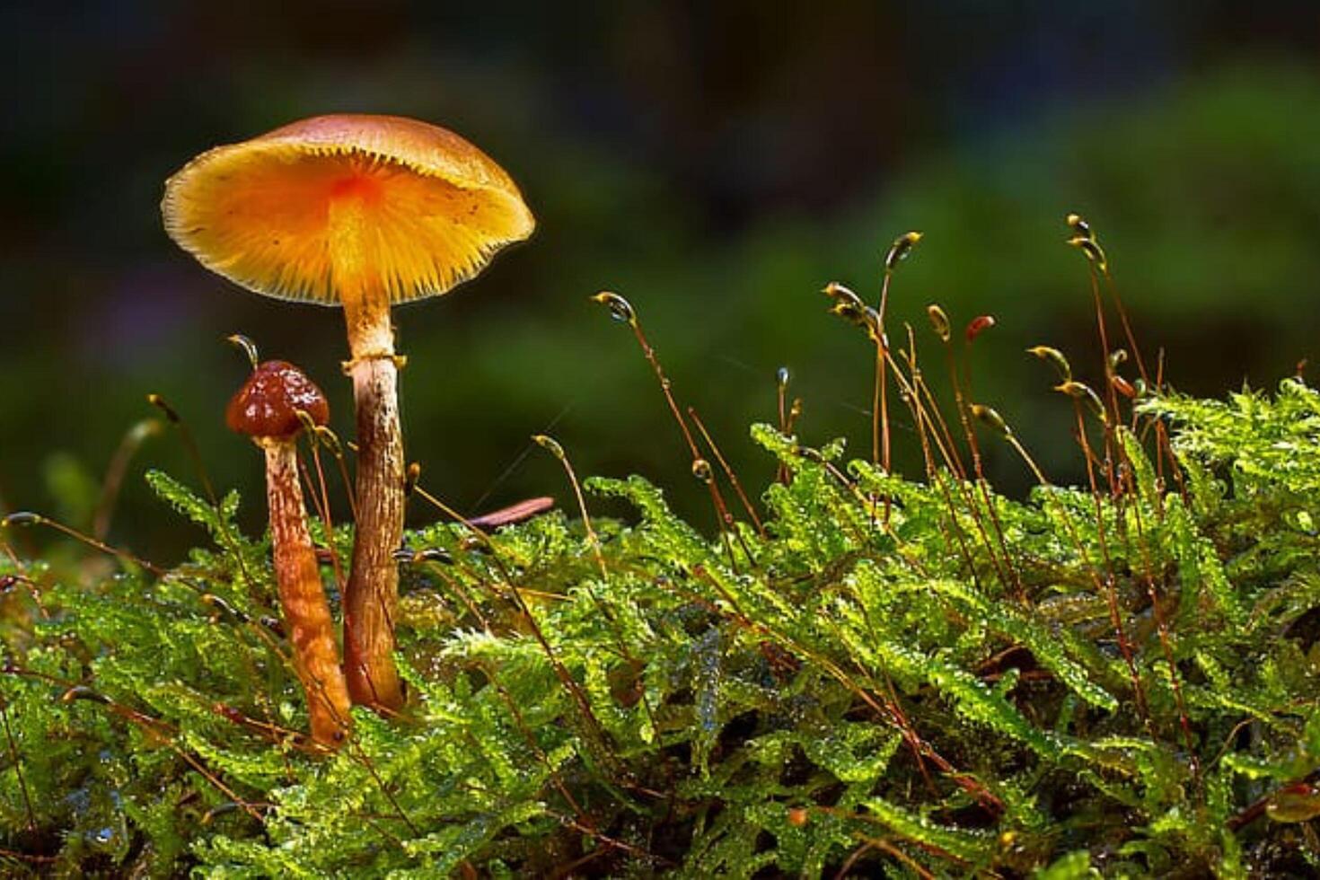 Light Green Mushroom Buds in the Forest photo