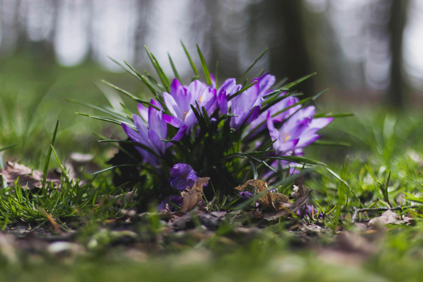 Bountiful Bunches Forest Flowers Enveloped in Natural Splendor photo