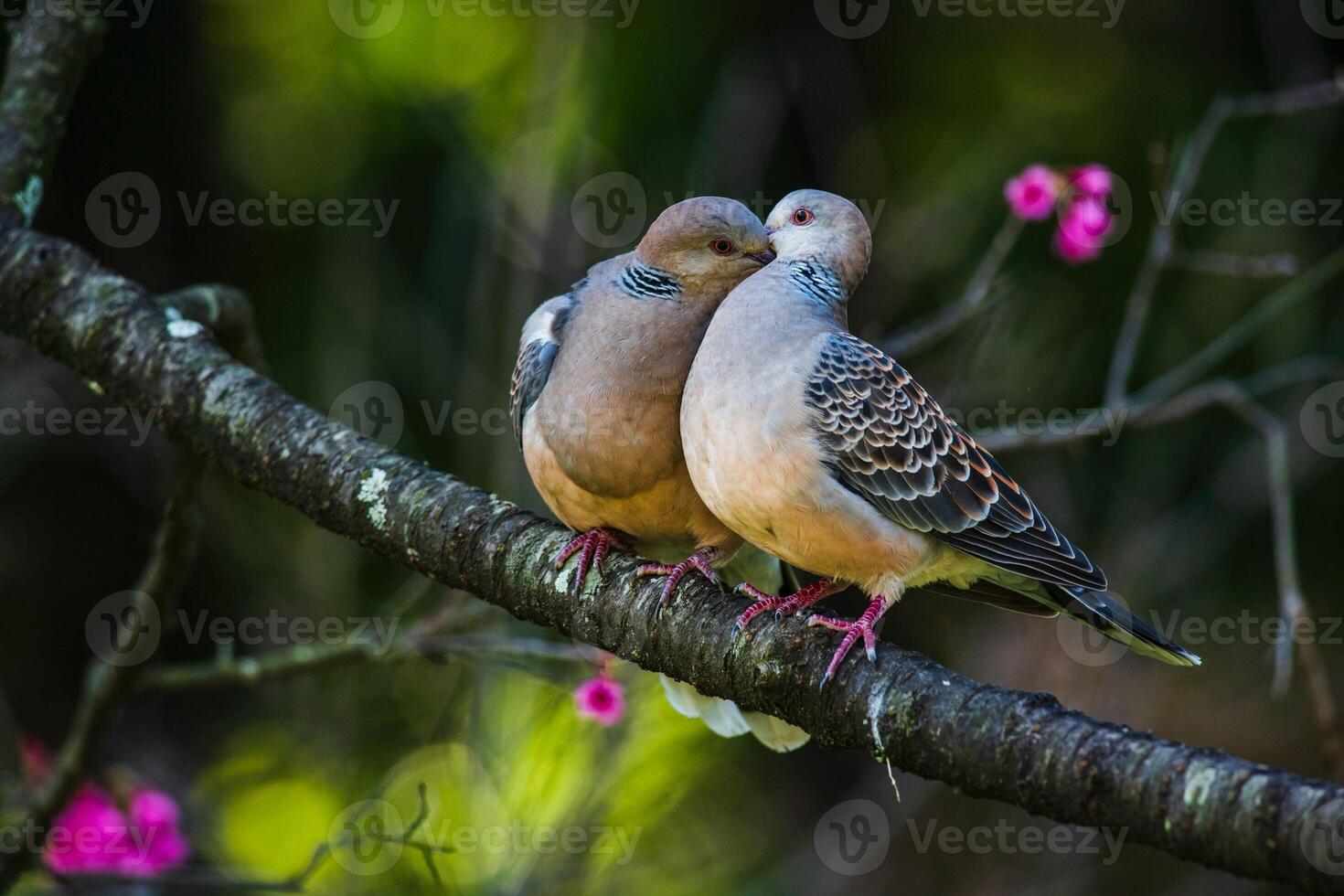 The Sincere Love of Forest Doves On Tree Branches photo