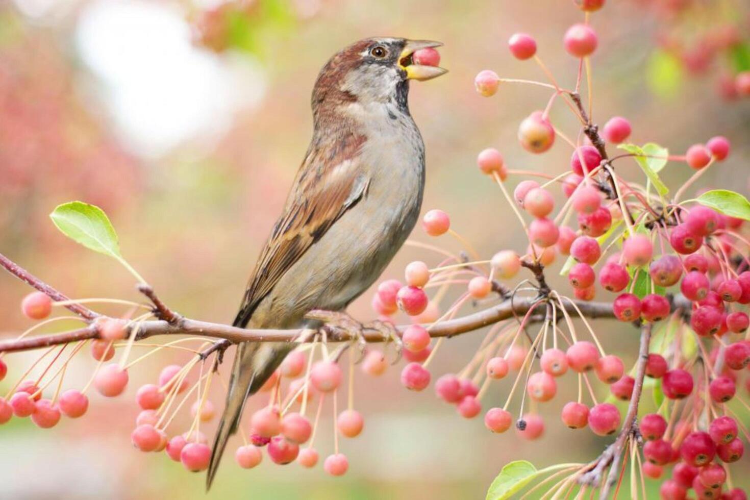 Sparrows What Do These Small Birds Prefer to Eat photo