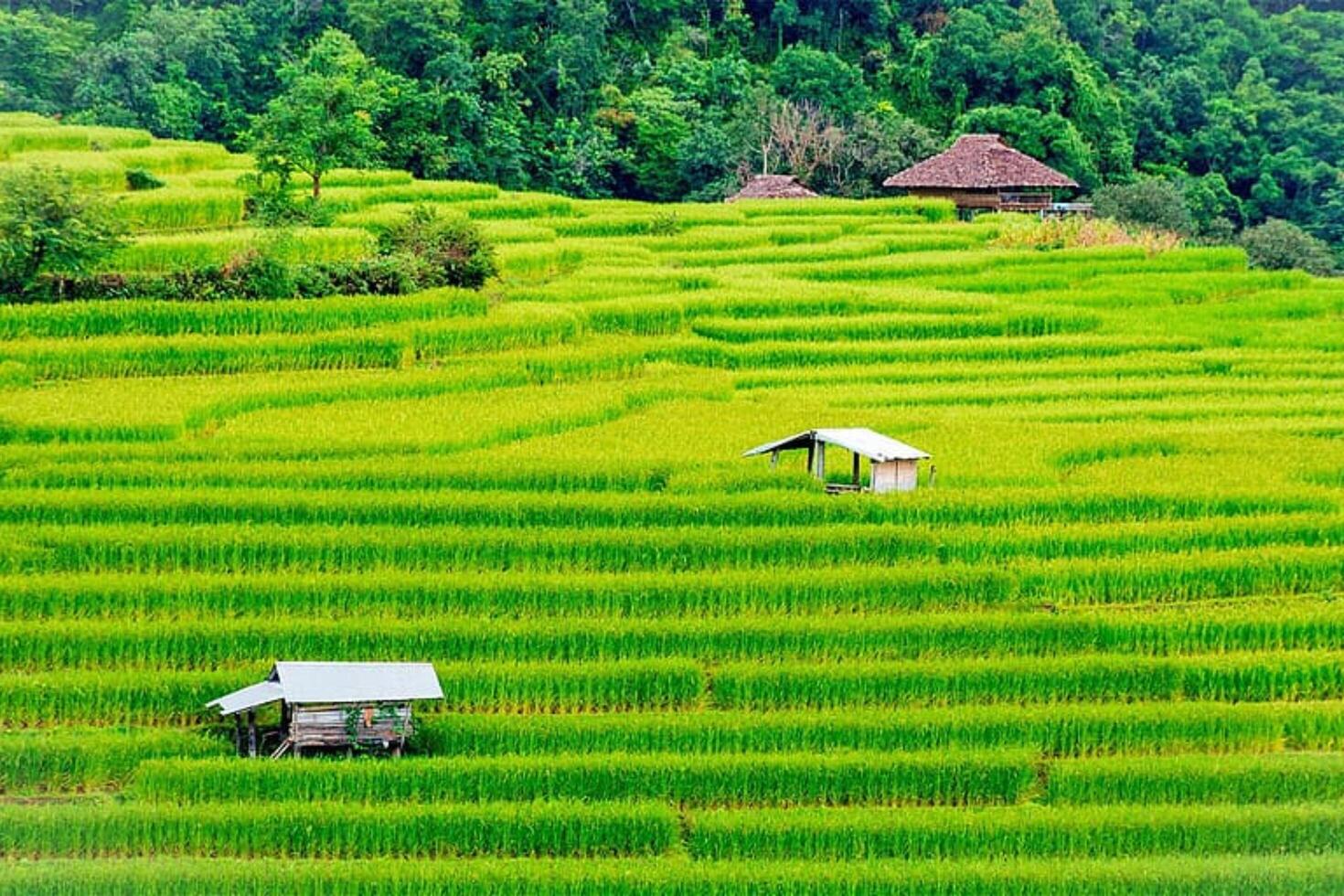 Exploring the Serenity of Natural Green Paddy Fields photo