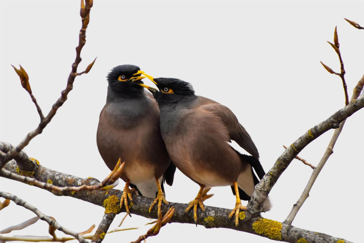 Eternal Affection The Indian Myna's Endless Love photo