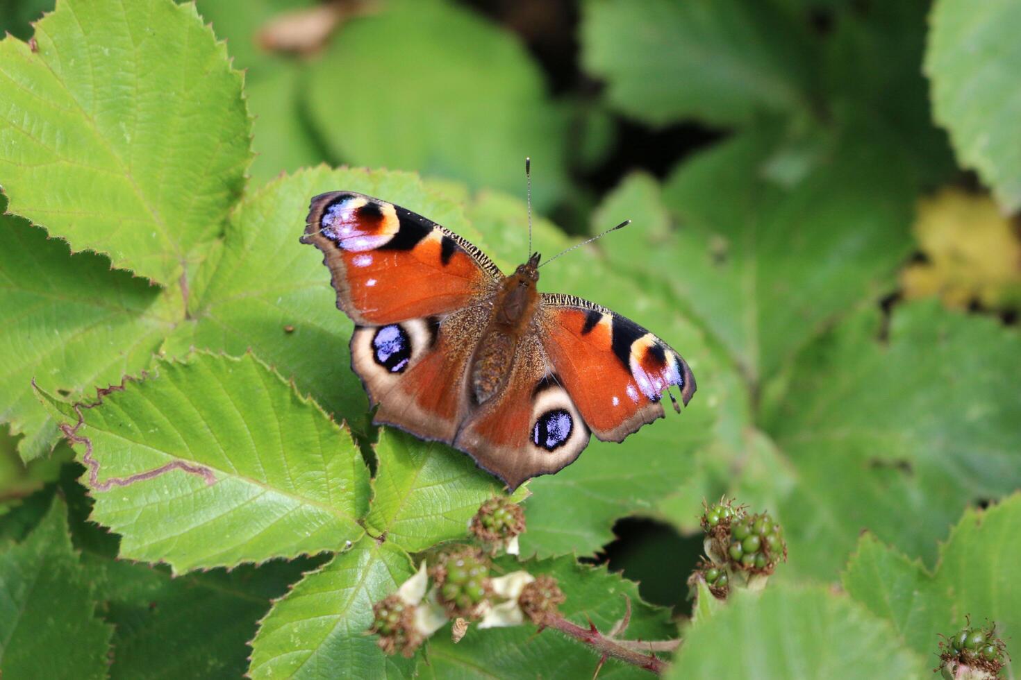 Silent Rest Butterfly Alighting on a Verdant Leaf photo