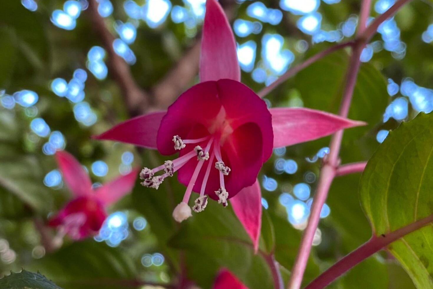 A Symphony of Pink and Red Blooms in the Enchanted Forest photo