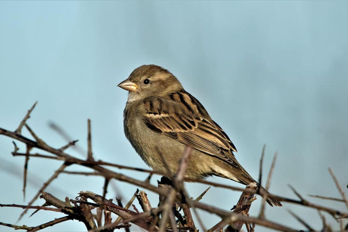 A sparrow rests silently on a dry branch photo
