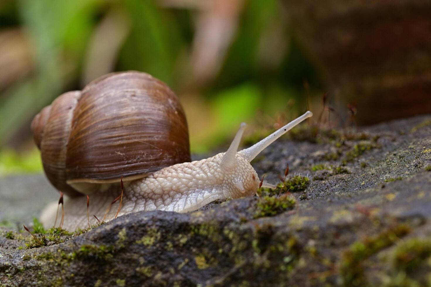 Slow and Steady Movement of Live Snails photo