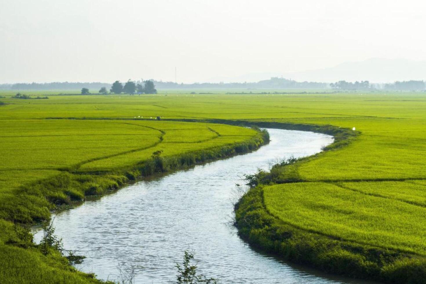 Exploring the Verdant Expanse of the Natural Water Paddy Field photo