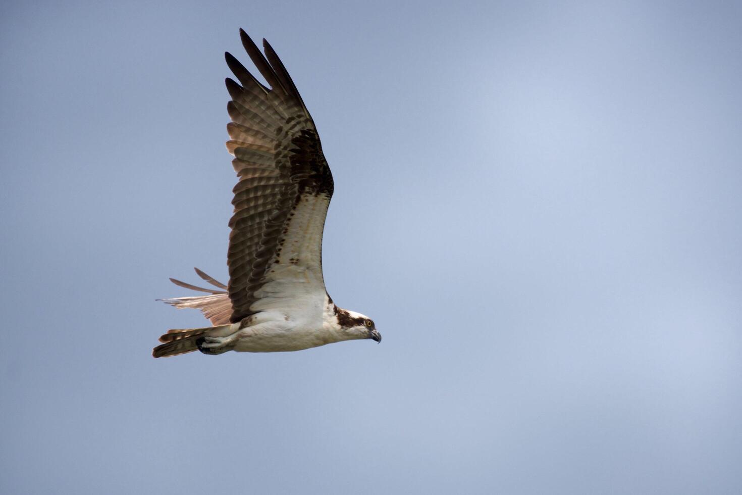 In Pursuit of Flying Eagles' Prey photo