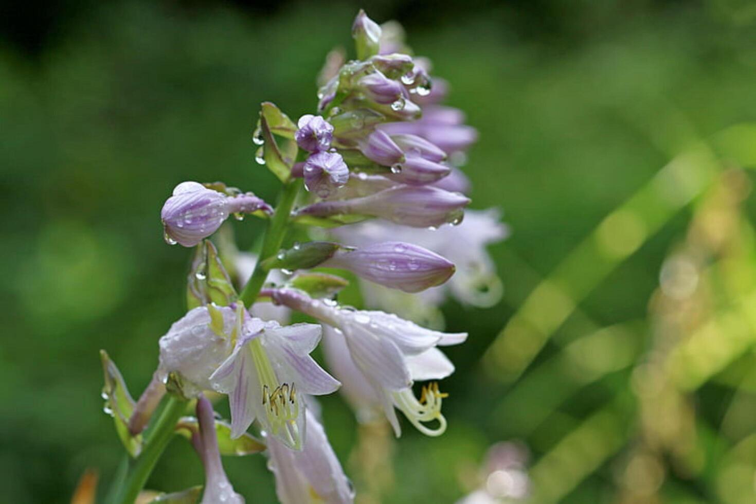The Enigmatic Purple Flowers of the Forest photo