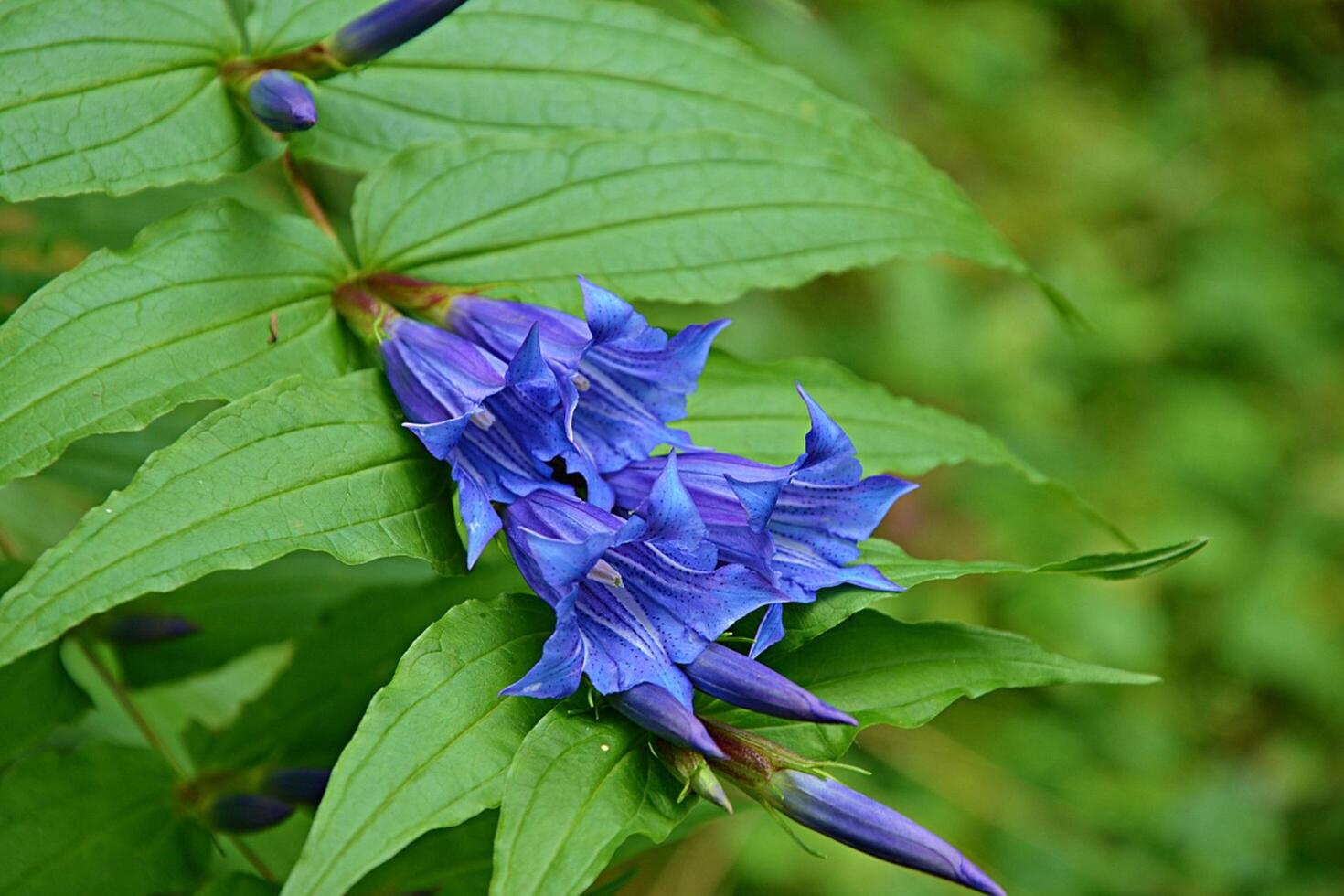 The Purple Bell Forest Flower photo