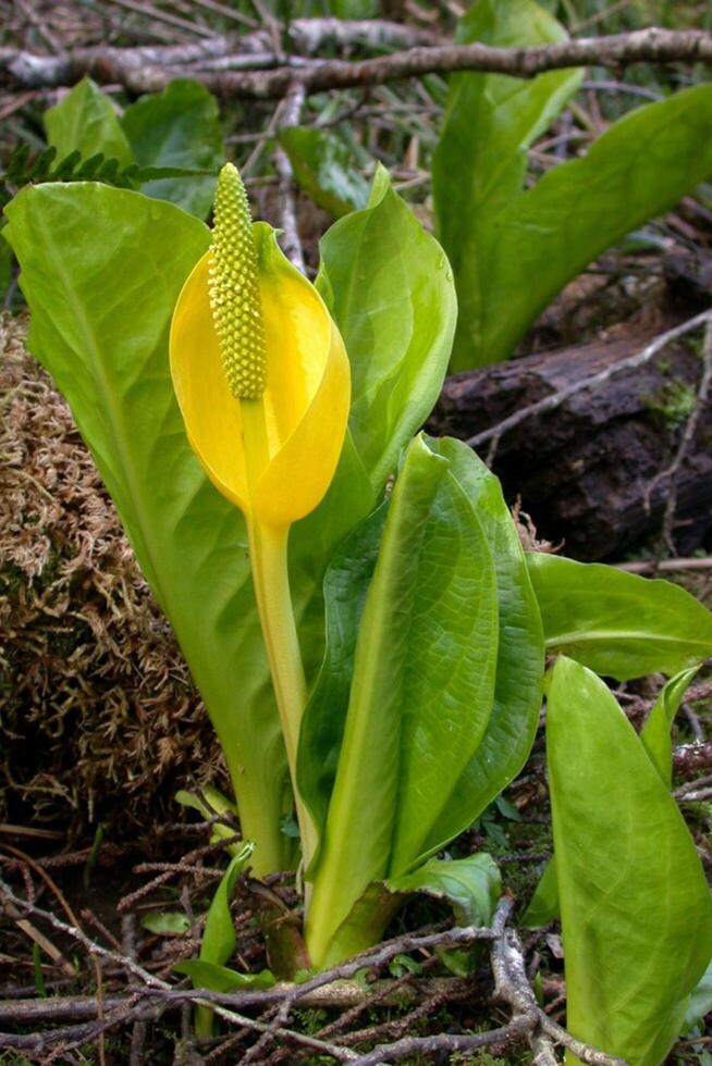 Gentle Fawn's Haven Lily Forest Flower photo