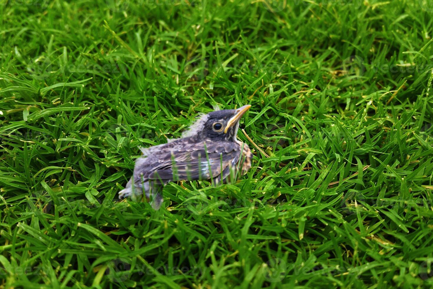 Young Indian Myna Chicks Relaxing on the Green Grass photo