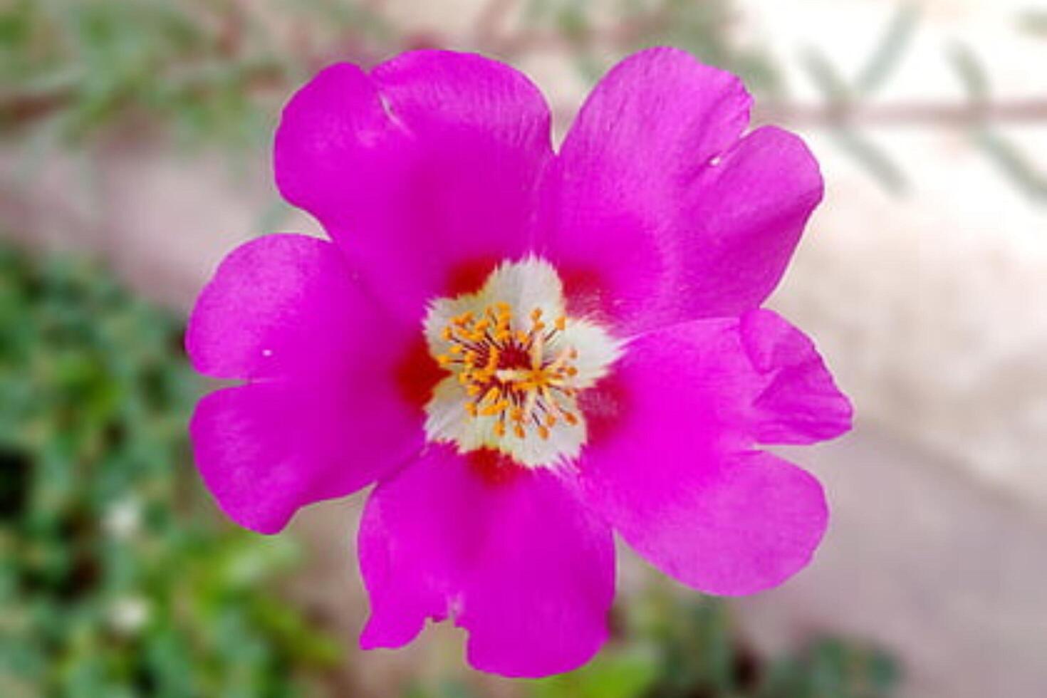 Vibrant Elegance Portulaca Grandiflora's Bright Purple Flower photo