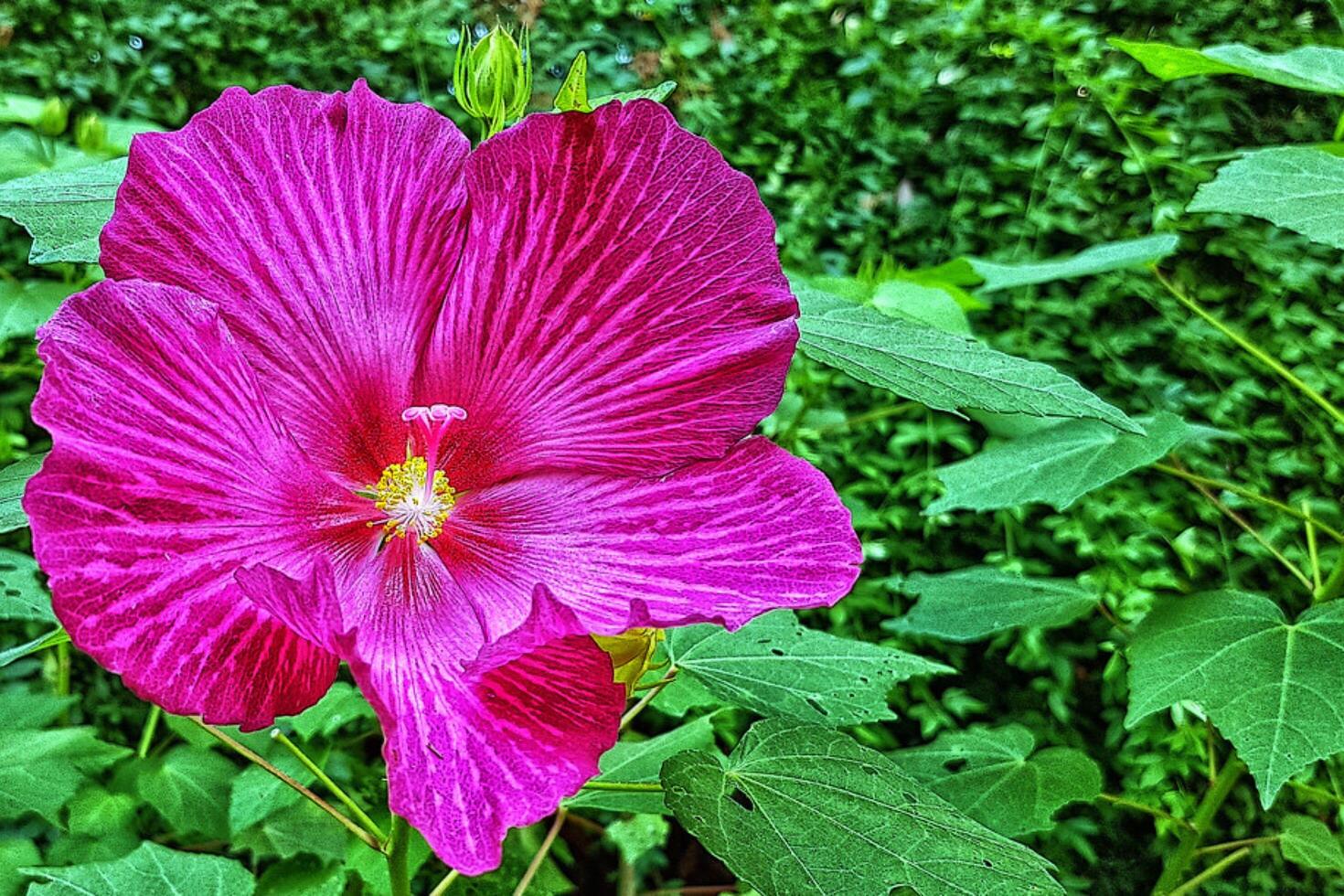Purple hibiscus forest flower photo
