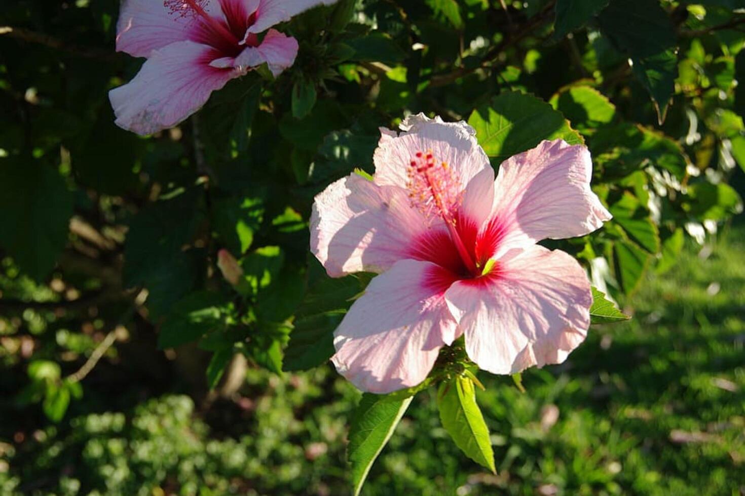 The Elegance of Pink and White Hibiscus Flower photo