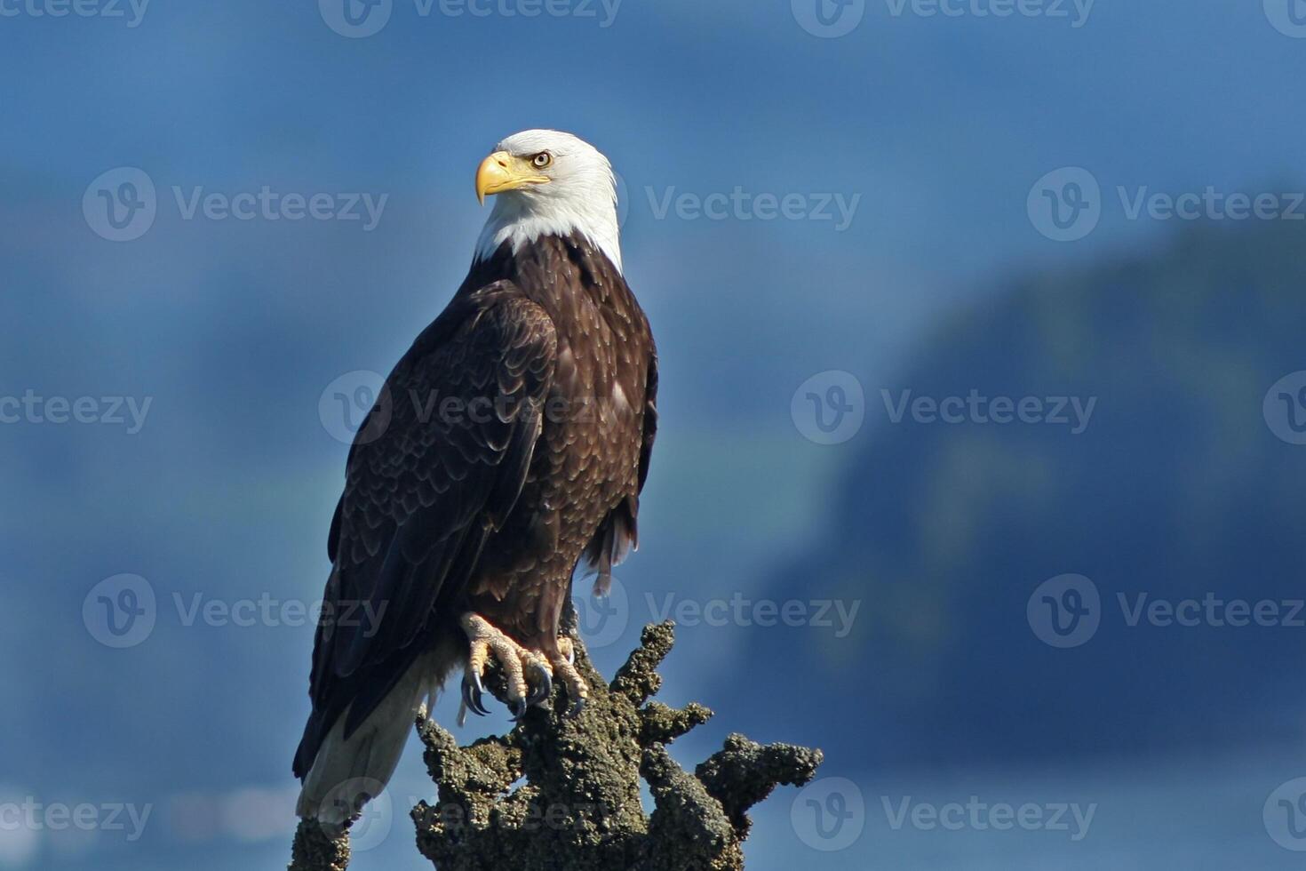 The Eagle King of the Sky with Sharp Eyes photo