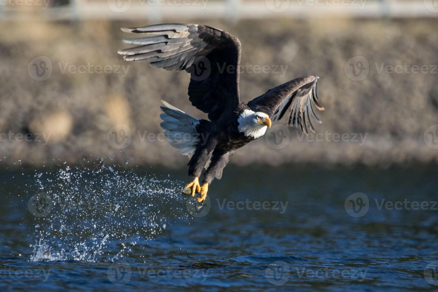 Majestic King Eagle in Action Hunting its Prey photo