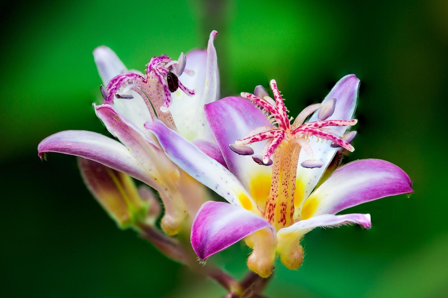 Exuberant Lily A Burst of Floral Excitement photo