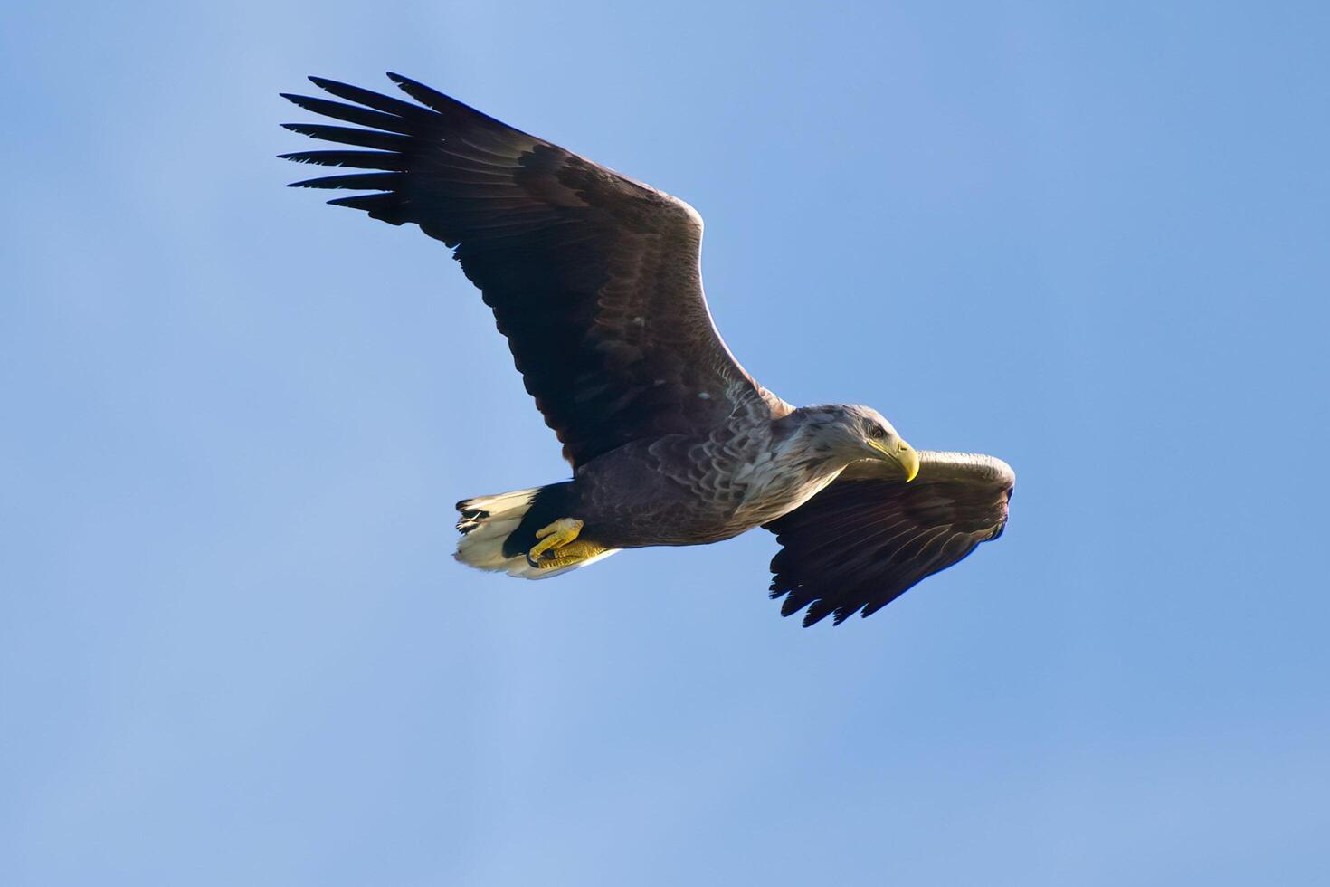 Skyward Soaring Experiencing Freedom and Comfort Like an Eagle photo