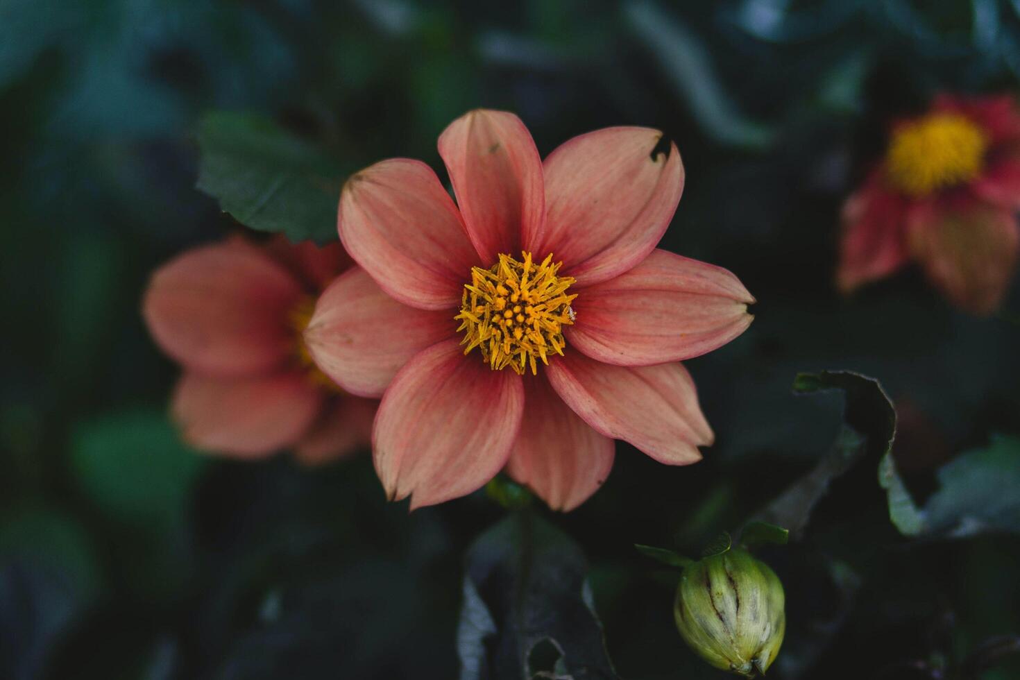 The excitement of red yellow forest flowers photo