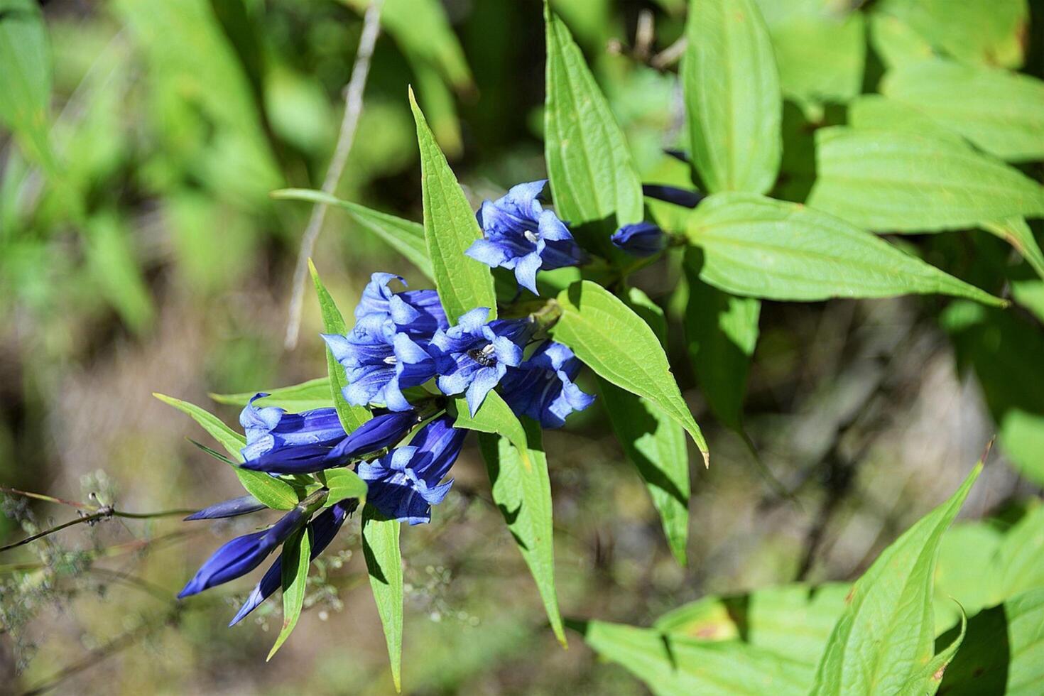 The Tale of the Natural Bell Flowers photo